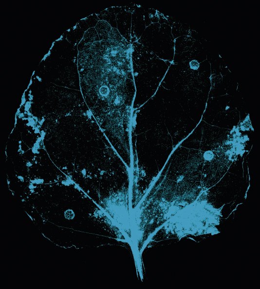 cragenomica's tweet photo. Read about #Plant Immune Responses at #CRAGBiennialReport #ScientificHighlight On a paper published in @NewPhyt by Nuria Sanchez Coll & Marc Valls group https://t.co/95AYgNOobn https://t.co/fqX4OJ5ZIk