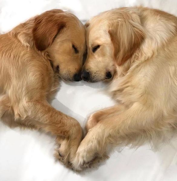DogZoneofficial's tweet photo. @dogzoneofficial #GoldenRetriever #GoldenRetrieverPuppy #GoldenPups #DailyGoldens #Puppies #WeLoveGoldens #advertising #marketing #Dailypuppy #Goldens #Puppy #hustle #entrepreneur https://t.co/RSDg5SrJpZ