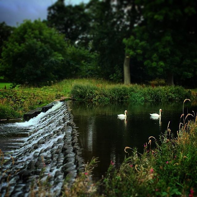HiddenHadd's tweet photo. Swans of the Cascade, Haddington #haddington #haddingtonbeauty #swans #cascade #weir #landfeatures #rivertyne #visithaddington #eastlothian #scotland #scotlandbeauty #hiddenhaddington https://t.co/WKf95Jv7vi https://t.co/Uuh768lb6X