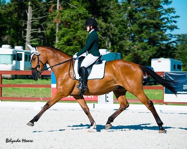 OgilvyEq's tweet photo. STRRRETCCCH it out!
#extendedtrot #dressage #dressagepad #dressagesaddlepad
#repost @pitchforksandpirouettes https://t.co/03eTqVbPne
