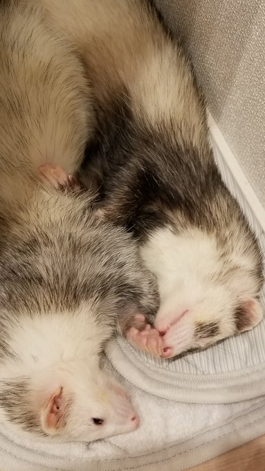 イタチが落ちてるのtwitterイラスト検索結果