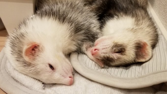 イタチが落ちてるのtwitterイラスト検索結果