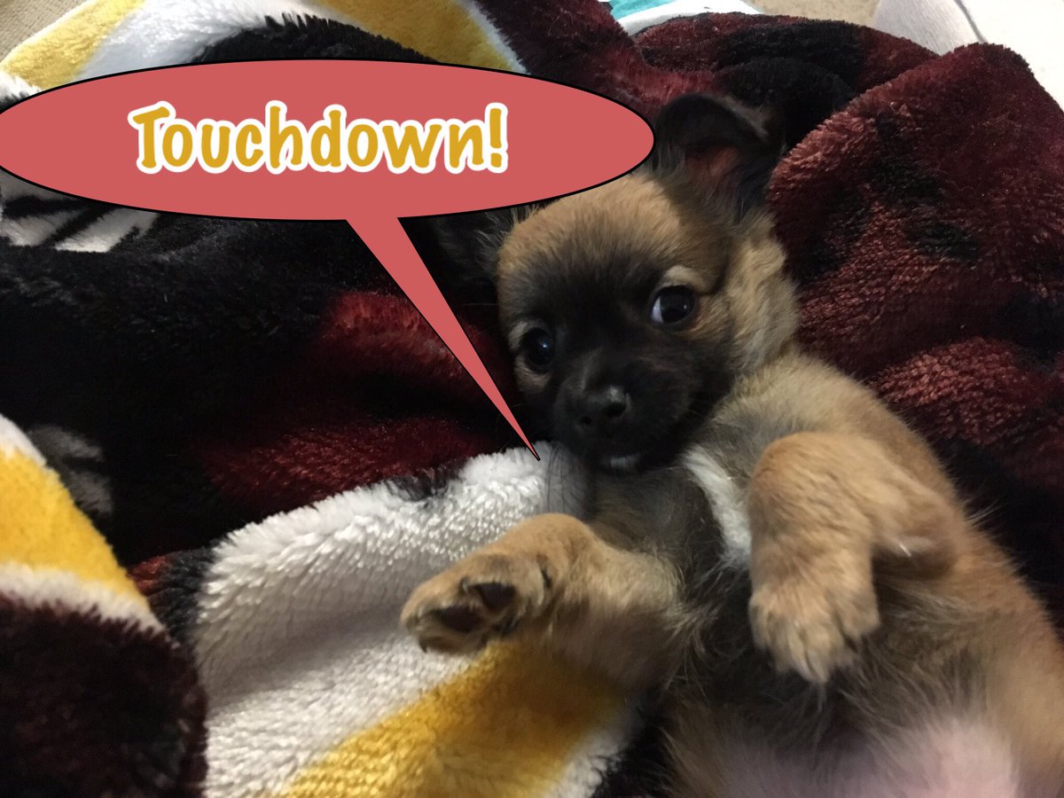 crystalcaroesq's tweet photo. @RichCrites @Redskins @RTT1932 This seems like a little whispered touchdown. Stealth TDs are good too! #PetsAreFansToo #HTTR #TouchdownPets #RedskinsTweetTeam #TouchdownSeason https://t.co/O9fU8g34i9