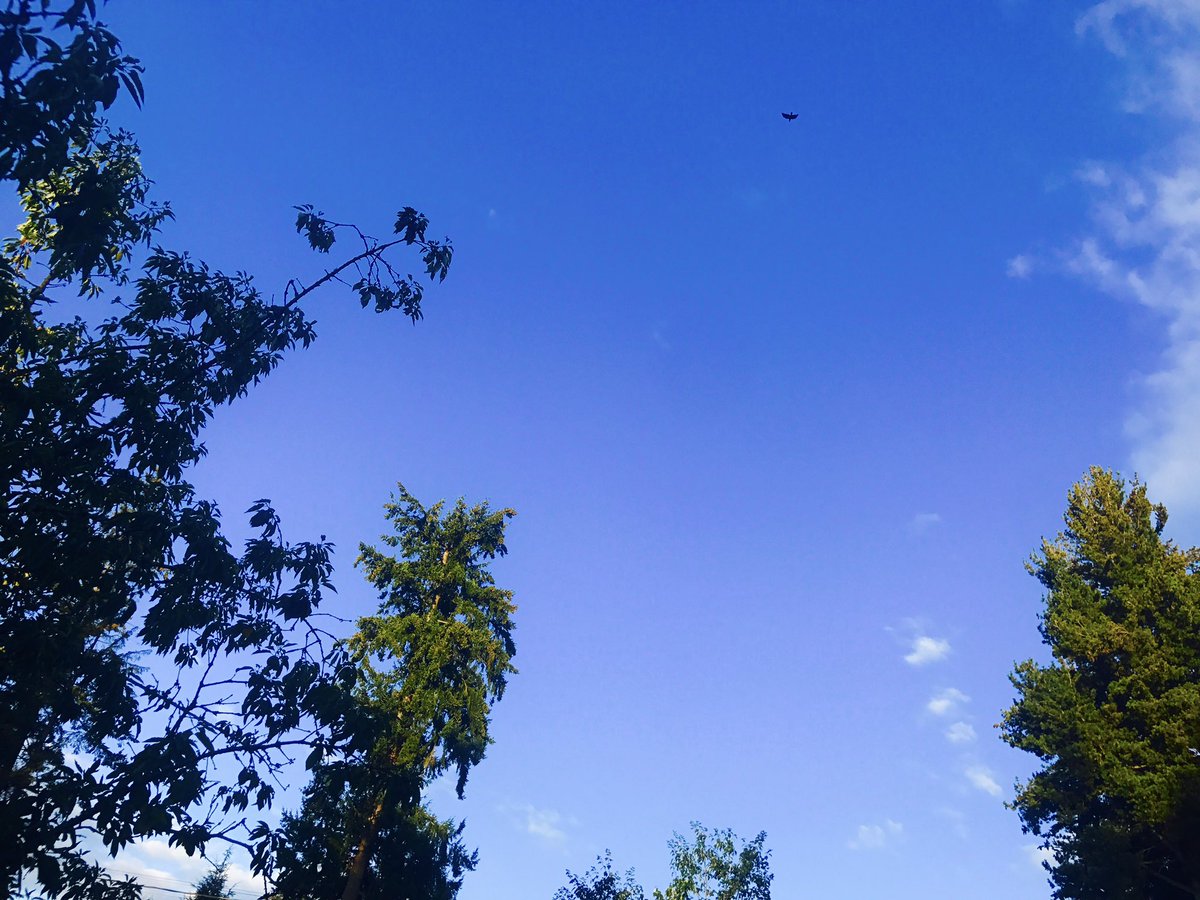 alicia262girl's tweet photo. Home to my land of Oz. Pines and Oceans. Recovery run rabbit style @runinrabbit #tabbit #runinrabbit #RADrabbit 🐰❤️ https://t.co/i5ET5uBNeW