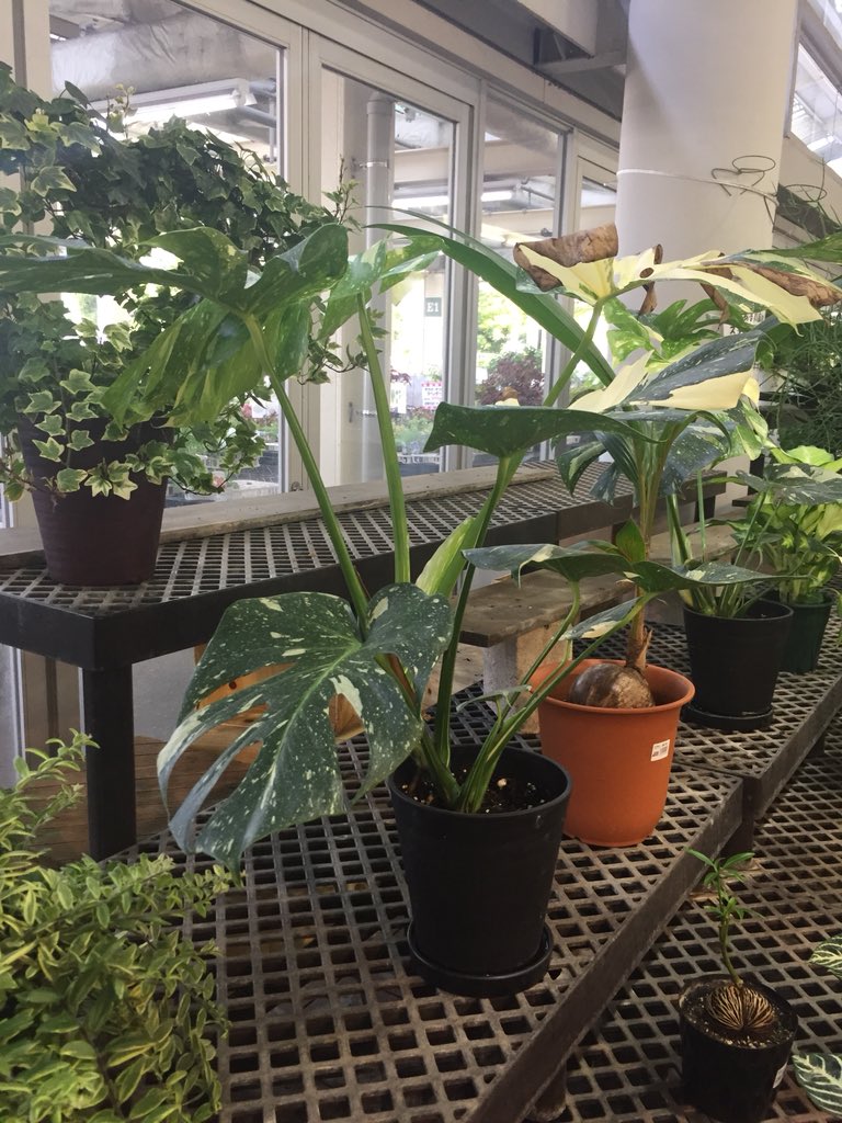 下重ななみ Pa Twitter 最近体調があんまりですが 資料集めに一人植物園やお店にお願いして植物の写真を撮らせてもらったりしています ナウシカ好きの熱が燃えます