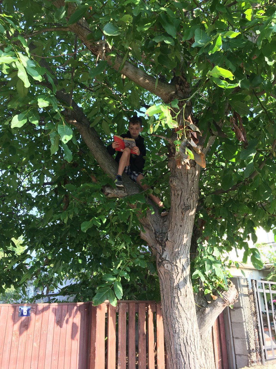 AlysonSpivey's tweet photo. Frankie Robinson 7G. This is Frankie reading his 5th and 6th book up a tree on a roof and on the car. #makinghistorythroughreading #cvhs #summerholidays2018 https://t.co/oIvR6HI3Dm