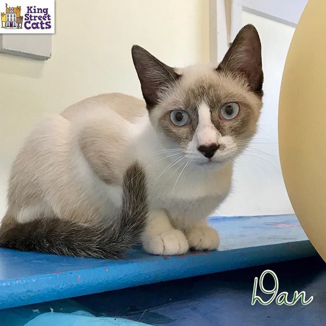 kingstreetcats's tweet photo. What should I do today? #kittenthoughts https://t.co/sfGnjQrbl1 https://t.co/aNEbonC9Op