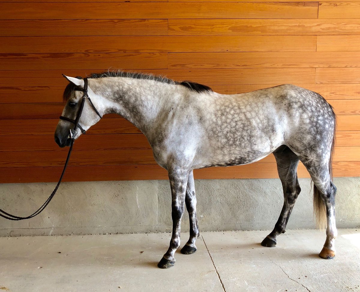 More horses for sale posted! Check out this 5yo homegrown cutie... videos and other info (click each thumbnail on the sale page for sale horse details) brawleyfarmsinc.com/sales/