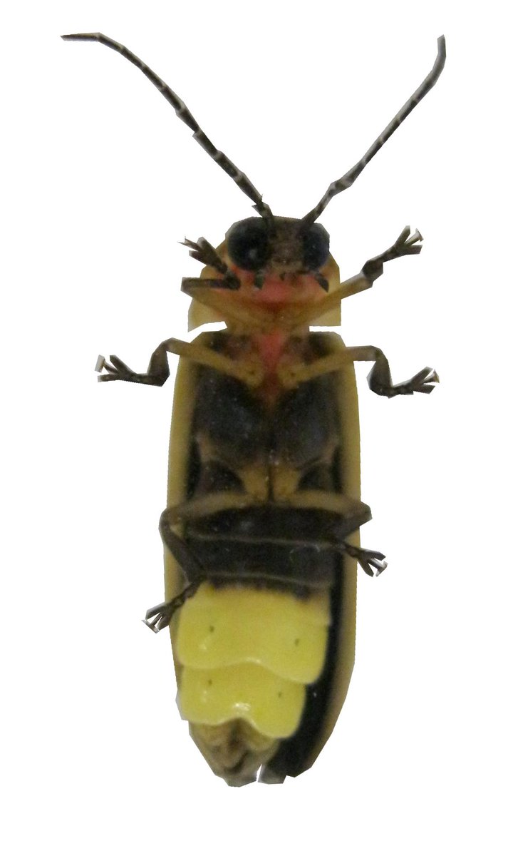 seslower's tweet photo. Big Dipper firefly luciferase shows signatures of natural selection, but NOT on the amino acid sequence! 6 years in the making #chapter3 #laboroflove #laborday https://t.co/hkvj7TZgjg https://t.co/UMRswepbRz