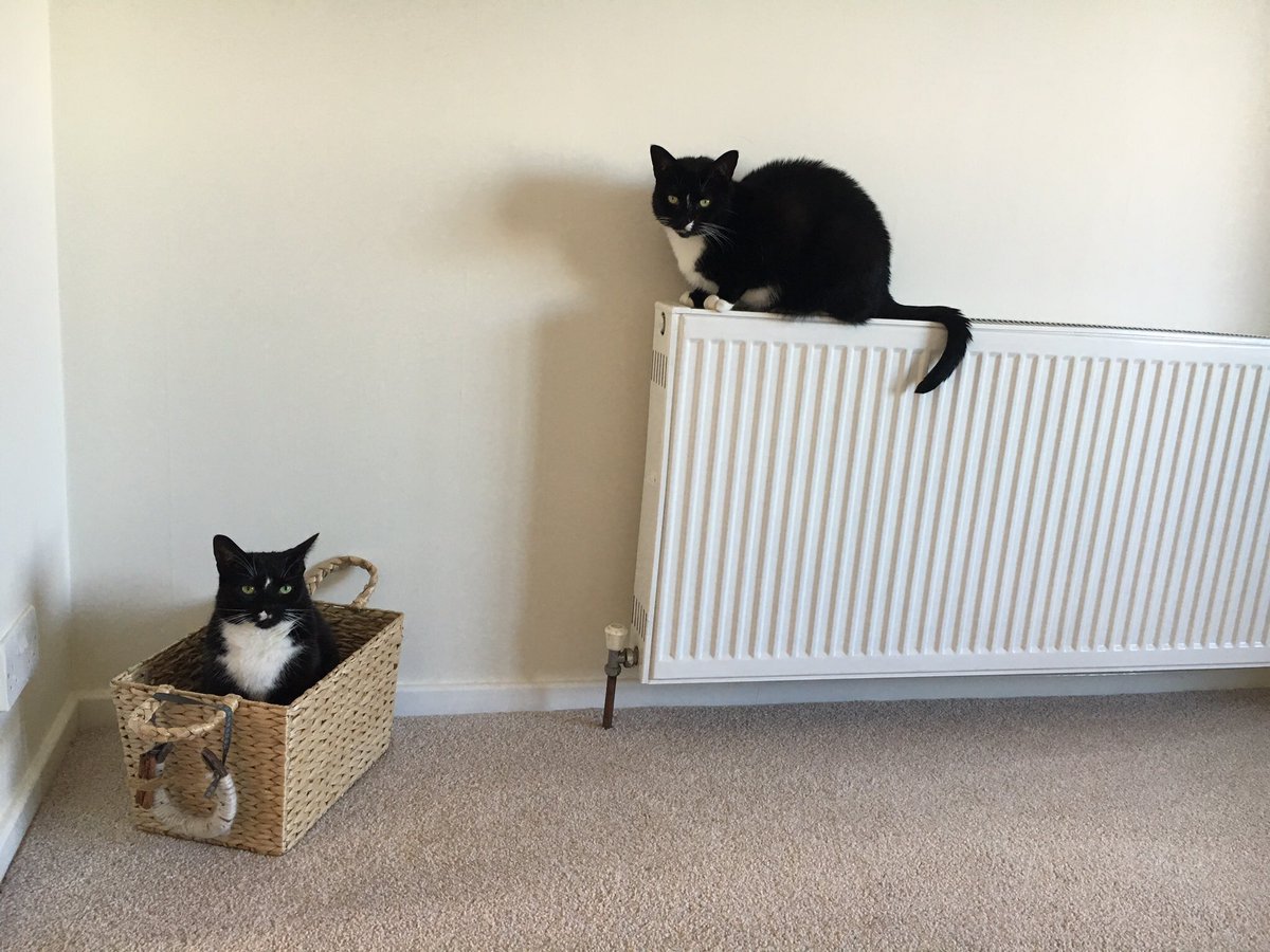 Snoochie_Booch's tweet photo. @Housesitting just found your service! We’re loving this :) don’t always love our owners going away :( #holidayvibes https://t.co/DvBOk2NCvR
