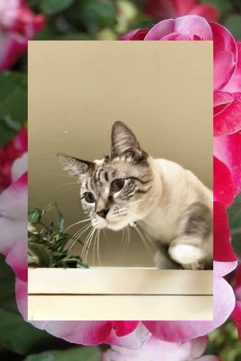 Creature Feature: Blooming Lily! twitchytwilightreloaded.wordpress.com/2018/09/03/cre…