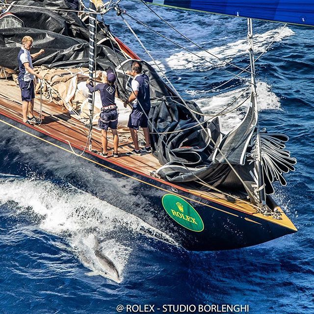 Velsheda and the dolphin #jclass #officialjclass #maxiyachtrolexcup #yccs #dolphins #portocervo  #regatta #costasmeralda #sardinia #italy #beautifuldestinations  #picturesoftheday #regatta  #studioborlenghi #enjoi #sailing #instagood #instasailing #instasea #instayachting #s…