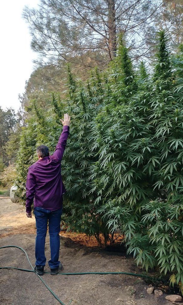 DarksideBruce's tweet photo. As you see, I do not beleive in topping or defoliating my plants. I get an average of 5 pounds plus per plant. https://t.co/dJfteb3Ez2