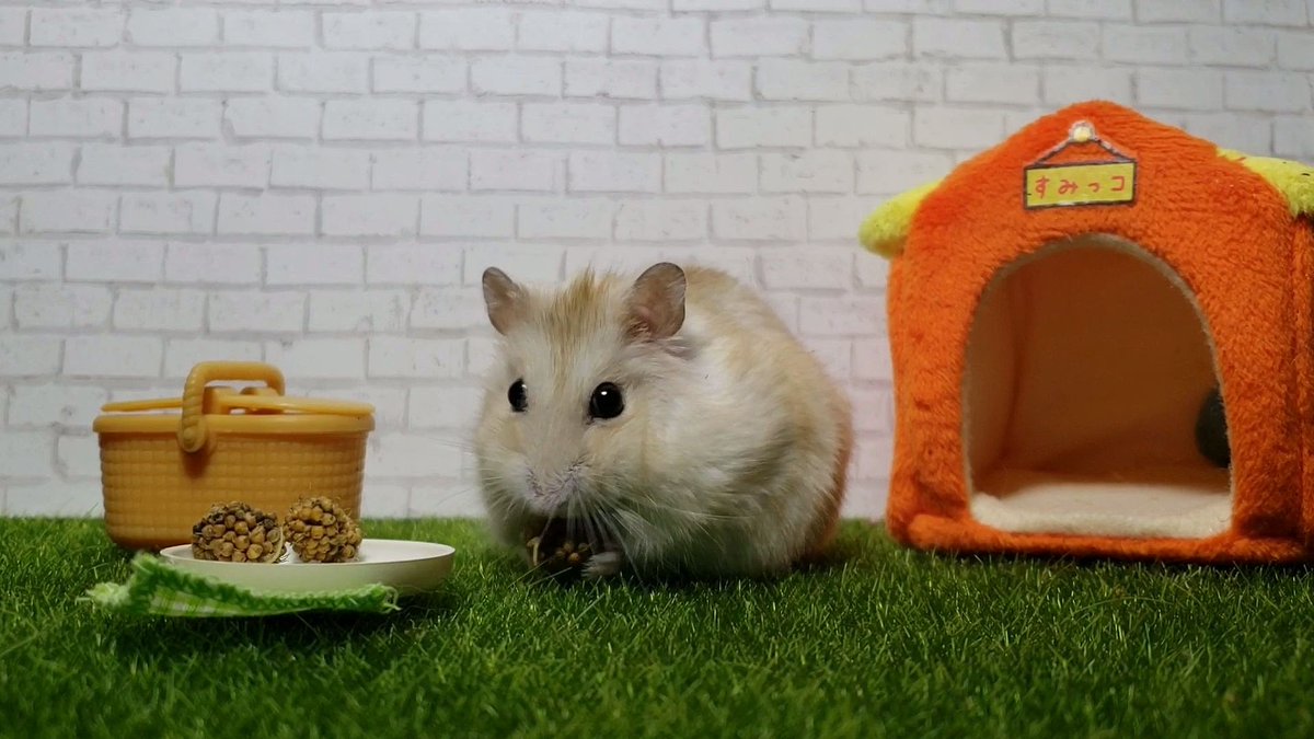 Hammy #laborday

Pls checkout <a href="/savekidscastle/">SaveKidsCastle</a> to help get this #inclusive park built for kids of all abilities🤗

#Pennsylvania #park #hamster #goodcause