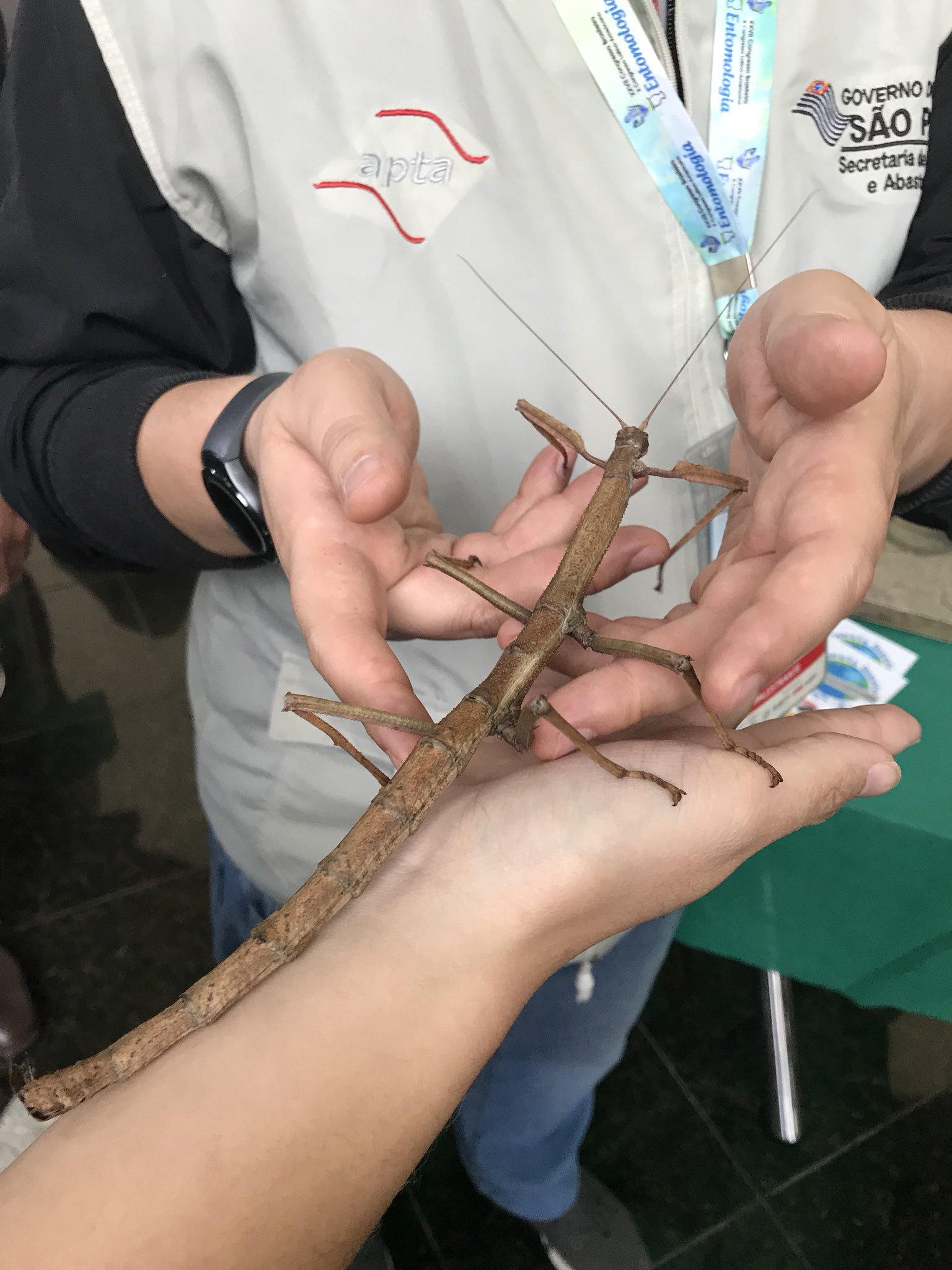 Gus Lorenz on X: "That's a big phasmid....walking stick for  non-Entomologists. https://t.co/596hAgfUmU" / X