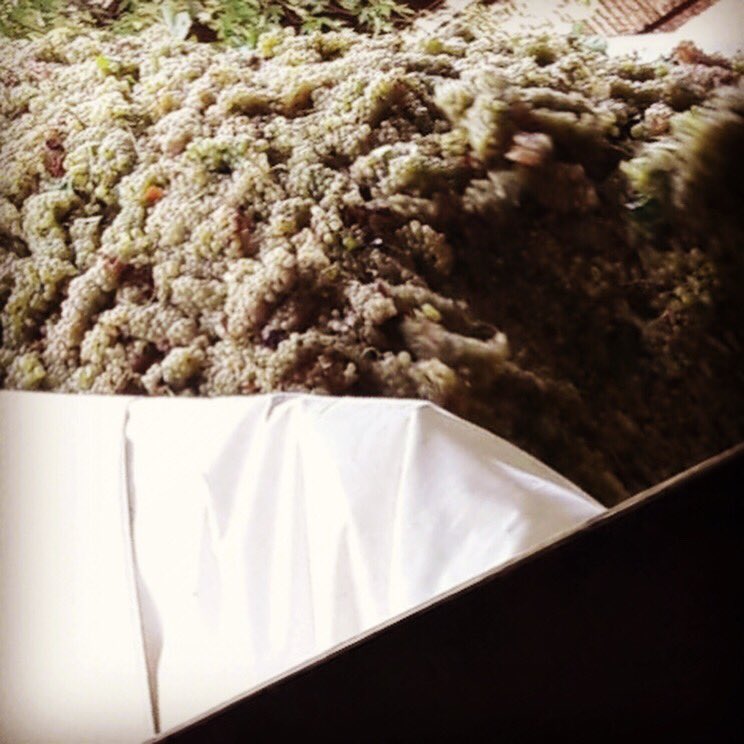 ViniTesta's tweet photo. #Harvest2018 has started!Wonderful #Grapes arrived in the winery!
#vinitesta #greatwines #castellarquato #italianwines #docwines https://t.co/S2gY7c3WXc