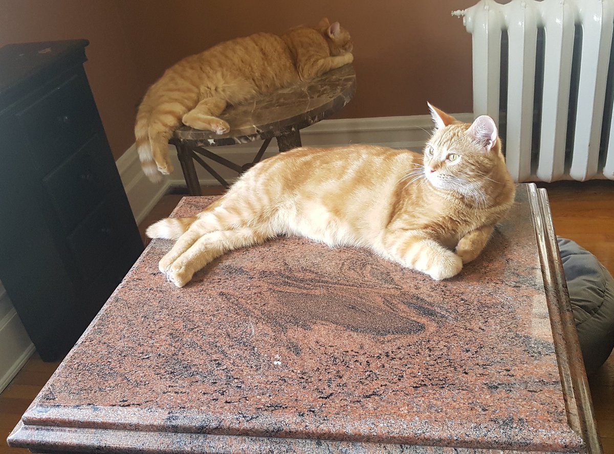 On a hot day🌡☀️ like today your pets will thank you for providing them with a cool and sturdy surface to lounge on. #usenaturalstone #shopnaturalstone #customfurniture #orangekittens #ottawa