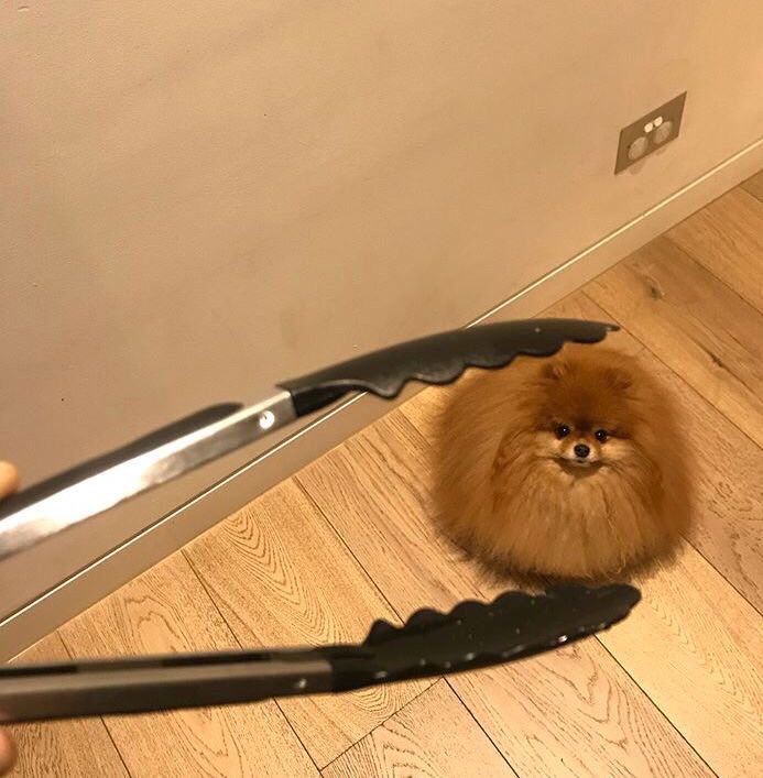 Princessofwifi's tweet photo. when you're cooking and drop a meatball on the floor https://t.co/QUtuG12Gqx