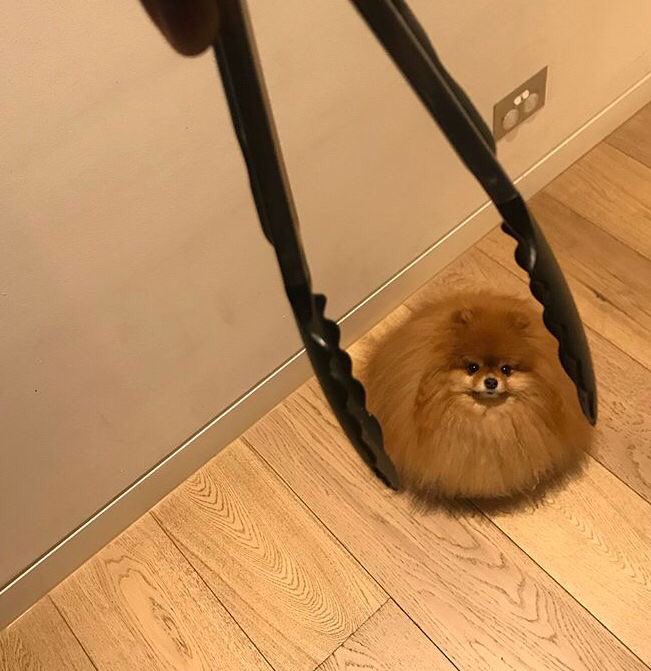Princessofwifi's tweet photo. when you're cooking and drop a meatball on the floor https://t.co/QUtuG12Gqx