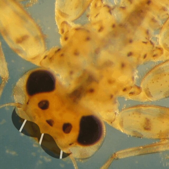 thislabmayfly's tweet photo. Happy #laborday &amp; #mayflymonday everyone! @thislabmayfly will return next week... https://t.co/DUq7Sv3Tv7