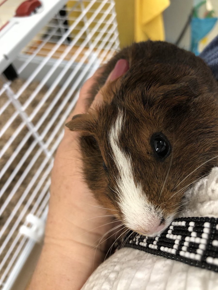 Sagington's tweet photo. My mom got guinea pigs last night and named them Coco and Mochi. https://t.co/gEz70lLtlA