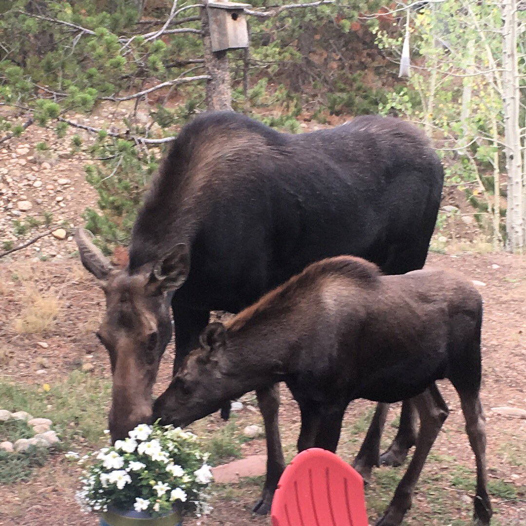eddiesummithome's tweet photo. Breakfast in our garden this morning @TownofFrisco https://t.co/nbOJuixaWY