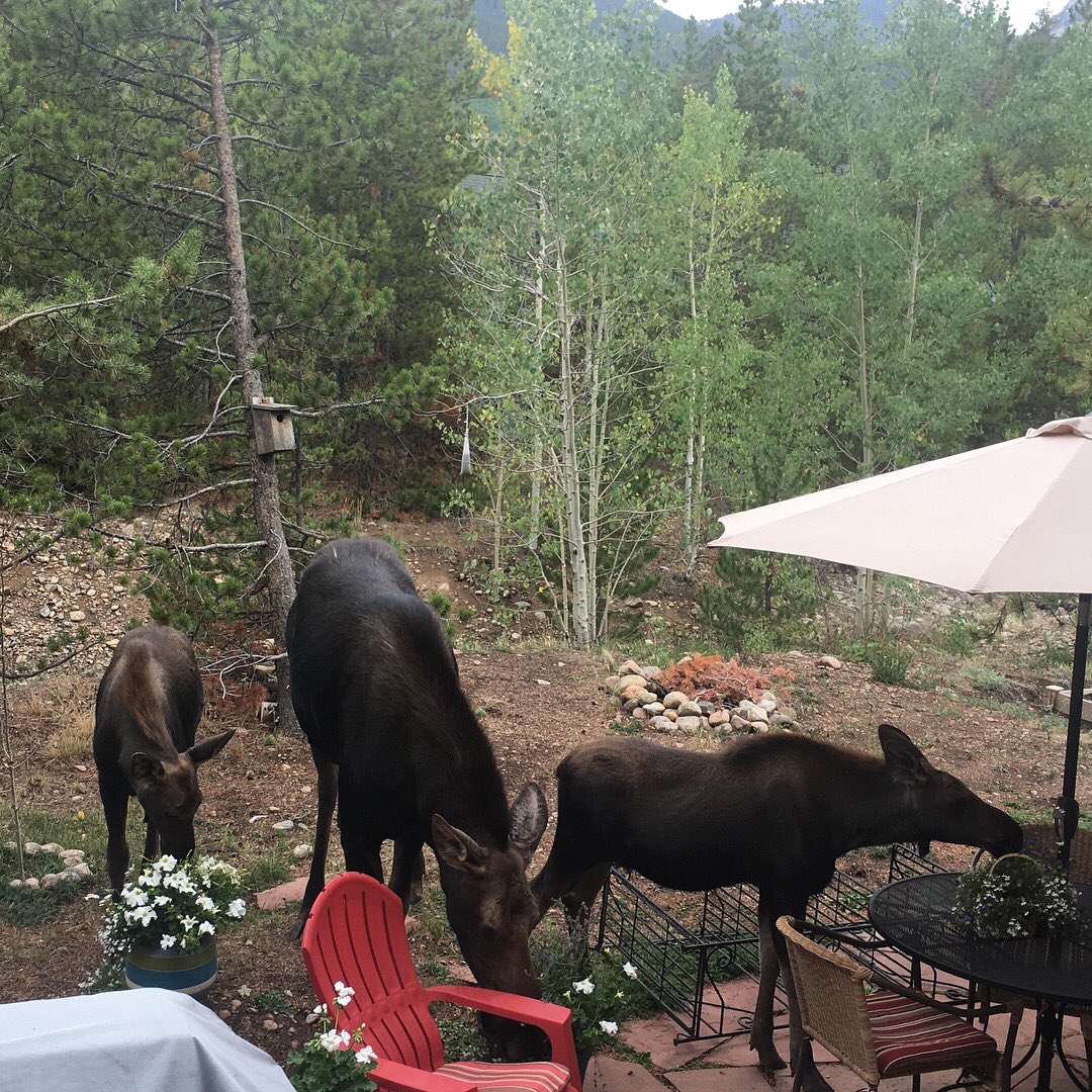 eddiesummithome's tweet photo. Breakfast in our garden this morning @TownofFrisco https://t.co/nbOJuixaWY