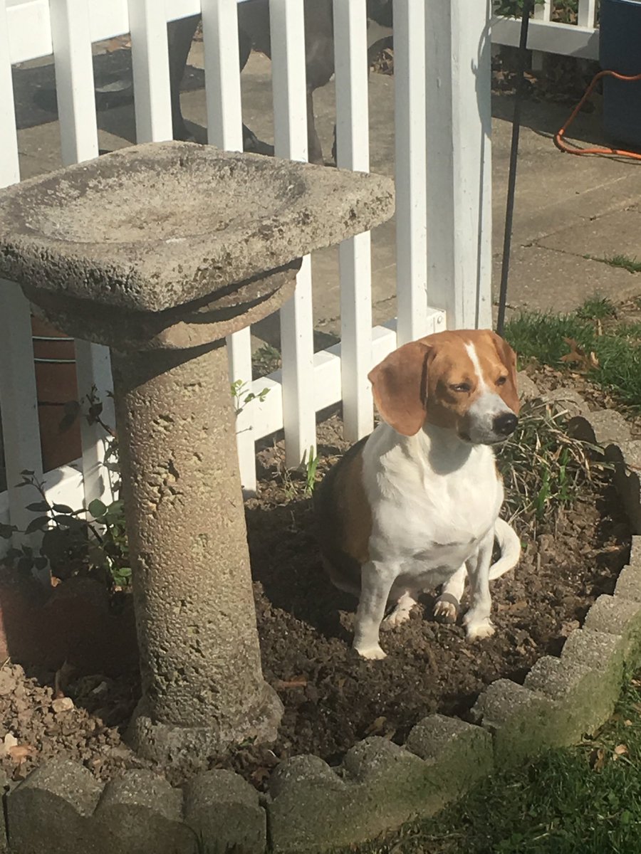 mjmurphy61's tweet photo. Guardian of the Bath
#beagle https://t.co/no7pekdlxW
