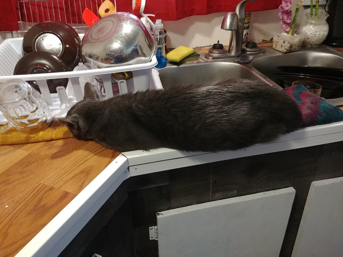 princesscujocat's tweet photo. You didn't need to wash dishes did you??? https://t.co/bVhvDxFAW5