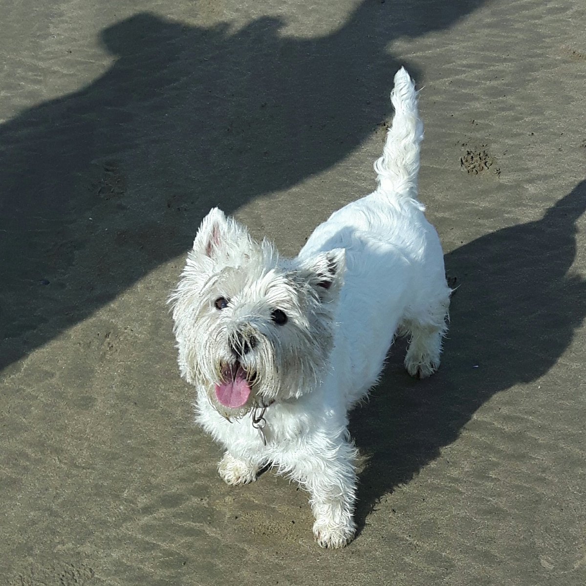 SarahSDevon's tweet photo. I β€ my little #puppup she so cute! #westies #whitefluffball #itsadogslife https://t.co/QX2xMq2WHh