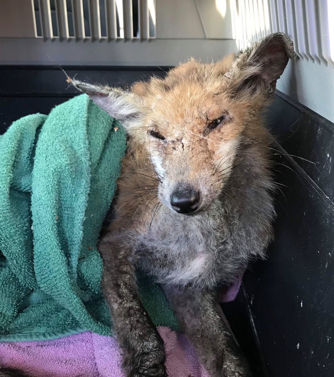 This poorly baby is suffering from severe Mange. My heart breaks but I am proud to be part of the team that will do their upmost to try & help the sick & injured Wildlife of Kent. To help with Vet bills: PayPal lorraine@kentwildliferescue.org.uk #CharityTuesday @boost4charity