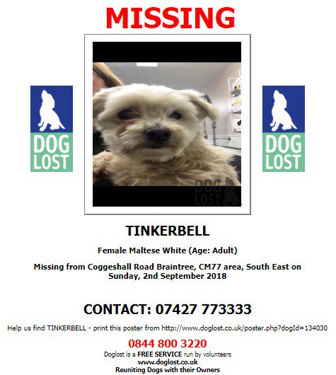 DogLostUK's tweet photo. LOST #DOG TINKERBELL Female #Maltese 
#Braintree  #CM77 
Sunday 2nd September 2018
#LostDog #ScanMe 
@VetsGetScanning @SAMPAuk_ 
https://t.co/FIlJptNdfR https://t.co/hqycn6iOy6