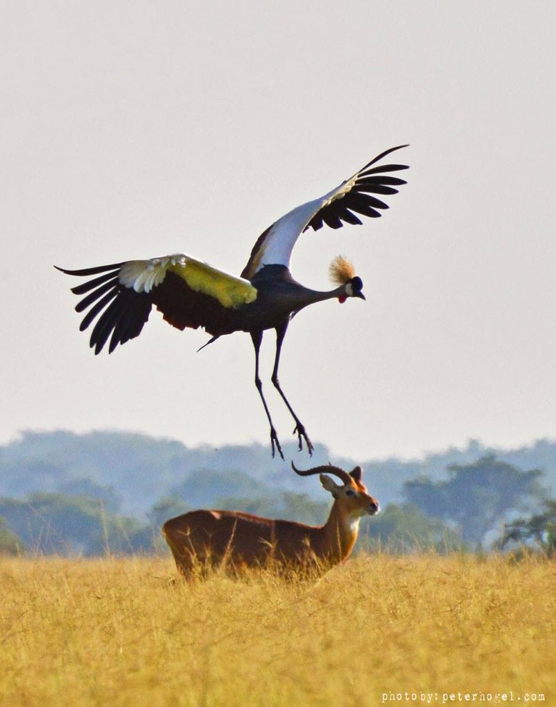 U_WildSafaris's tweet photo. #ByeByeSucesiones for best. #Aftican #holidays here is https://t.co/kLrB3Q2316 #Canada #TravelActivity #TravelKindly #travelcompanion https://t.co/CgLaer5XMP