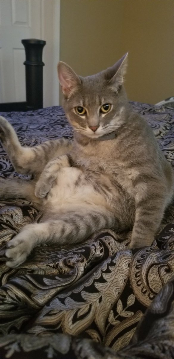 princeluvr3121's tweet photo. @rhettandlink #RoastMyCat 

This is George! https://t.co/mH4qhf0bwH