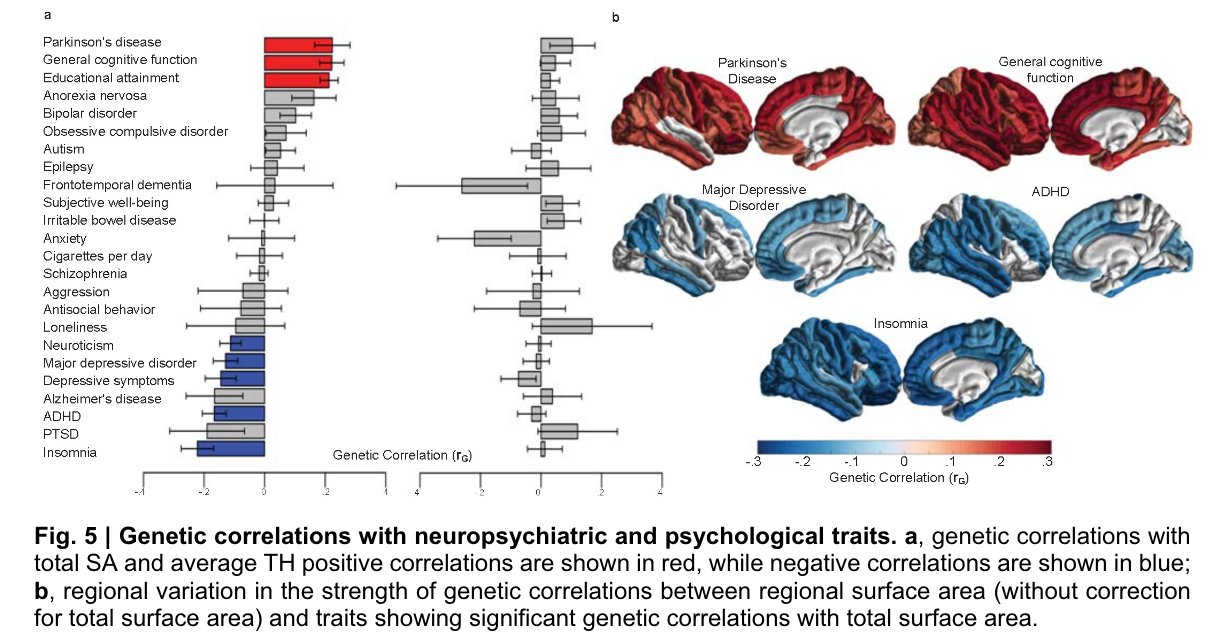 The genetic architecture of the human cerebral cortex