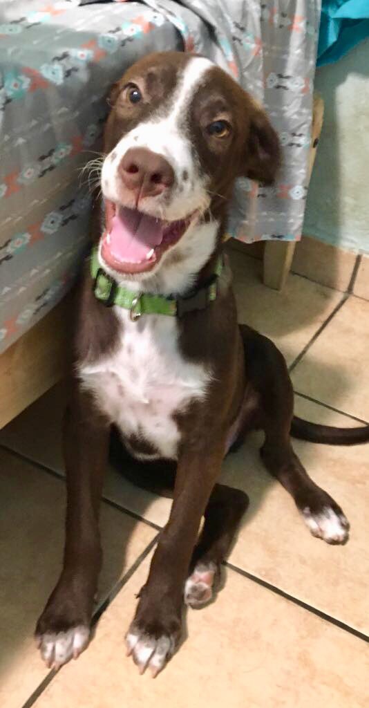 ADLAPuertoRico's tweet photo. Joey might be having the best #weekend of us all! Today he took his #foreverflight to #connecticut to meet his new family! Happy #labordayweekend2018, Joey! See all our adoptable pups 🐶 👉🏽https://t.co/AdSgfXjJwR https://t.co/HswxPnNbxU