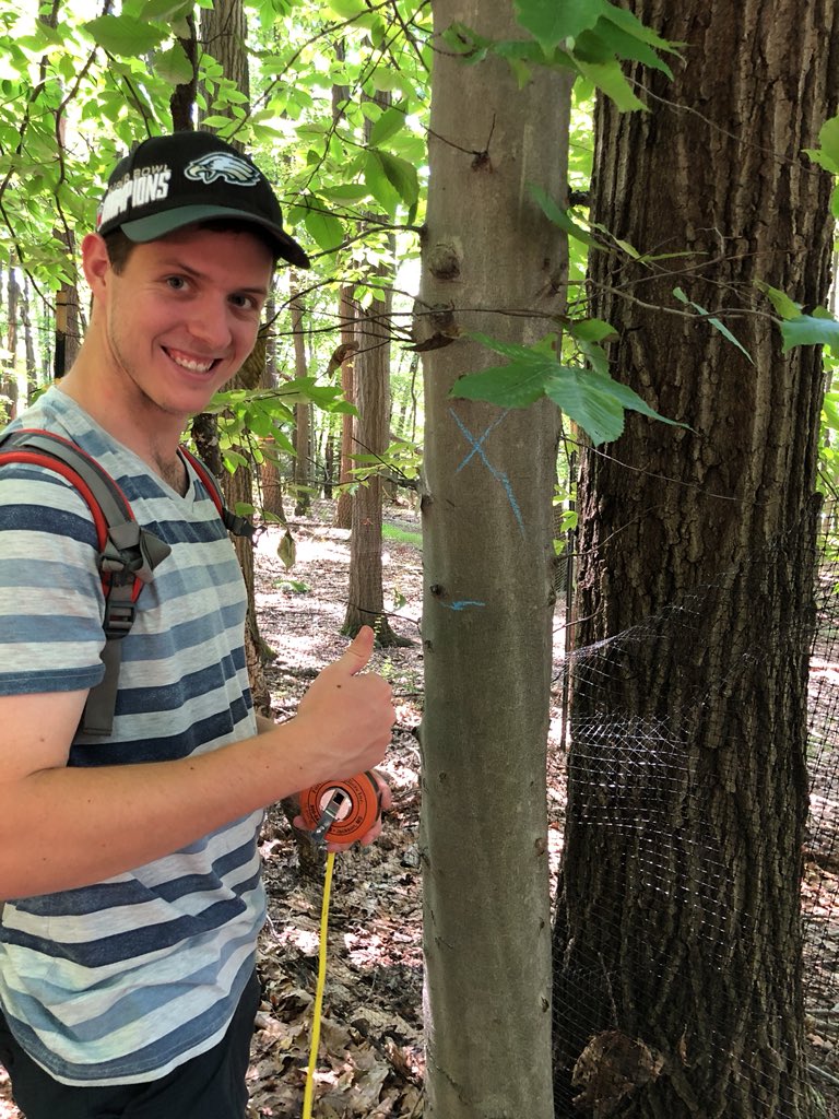 NathanLamEES's tweet photo. The only American Beech (Fagus grandifolia) in the Experimental Forest! #ees152 https://t.co/4U8cMAwdya