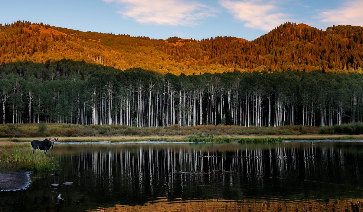 DaveKochPhoto's tweet photo. Afterthought

The sunset is just a memory as the yellow rays climb slowly up and away....

#utah #Wasatch #Summer #Twilight #Moose #Wildlife #lake #water #DaveKochPhoto 
#reflections #WasatchNationalForest #WasatchForest #UtahLiveElevated #VisitUtah #beUtahful #igutah #landscape https://t.co/gsHYFAuNiW