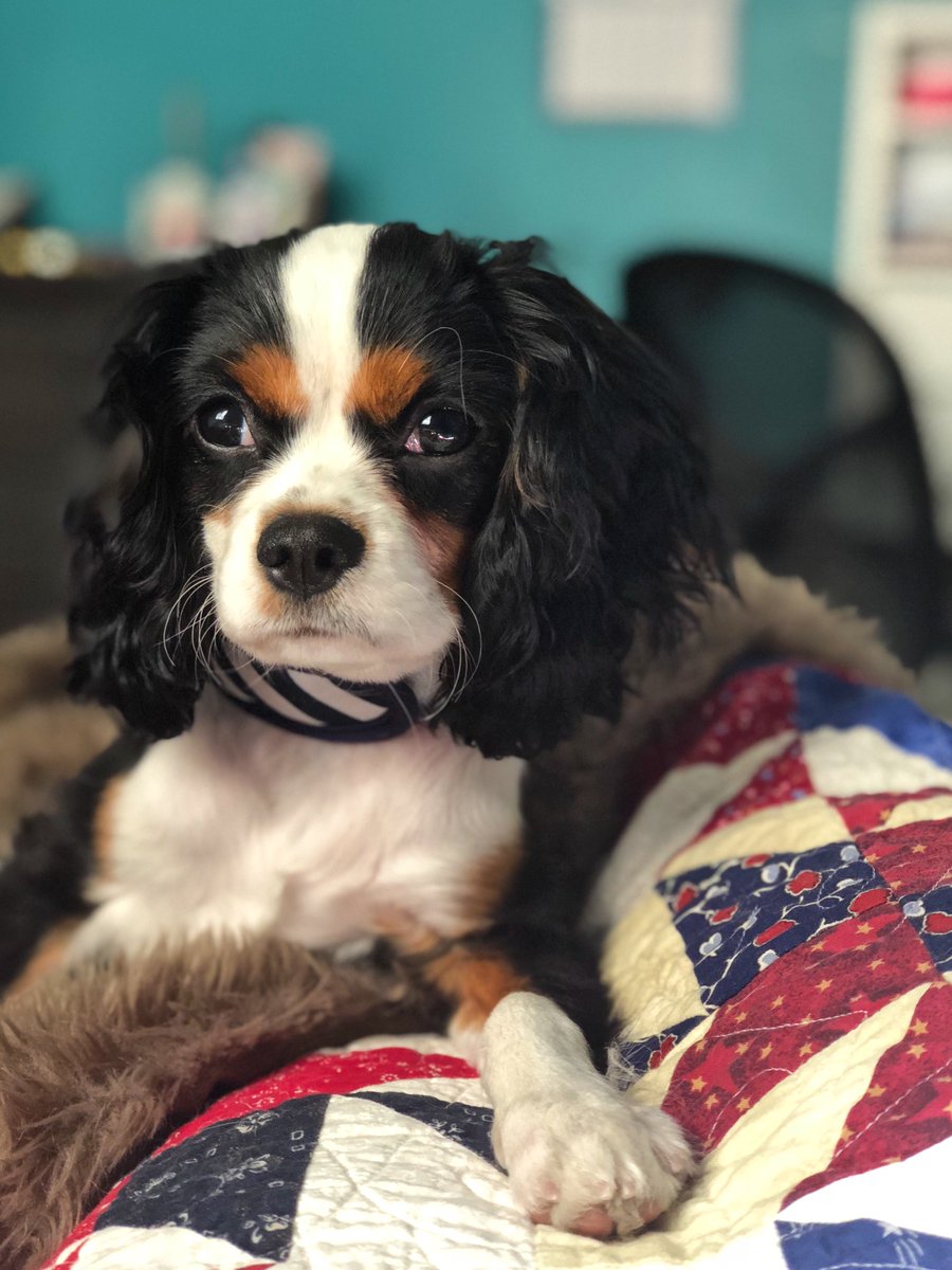 MegFarnsworth's tweet image. The Queen wishes you all a very happy #LaborDay 🎉! (Though she doesn’t understand why us humans take ourselves so seriously 😂🤷‍♀️.) #cavalierkingcharlesspaniel #dogsoftwitter #MondayMotivation