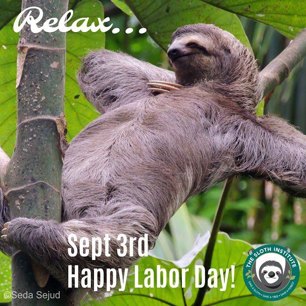 slothinstitute's tweet image. It's #LaborDay in the US! What are some of the relaxing ways you are spending the long weekend? #puravida #teamsloth