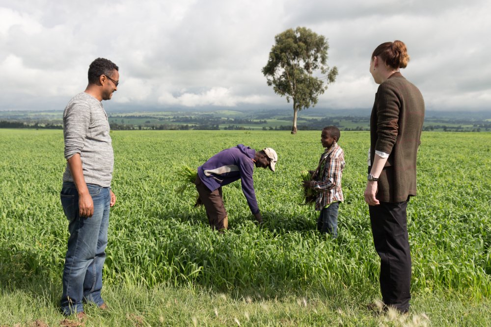 John Innes Centre (@johninnescentre) on Twitter photo PILOT - <a href="/Saunders_Lab/">Diane Saunders</a>; "Fantastic to meet Ethiopian farmers to discuss recent rust outbreaks and how to utilise rapid, point-of-care diagnostics to inform wheat rust management" okt.to/JbMxkL PILOT - <a href="/Saunders_Lab/">Diane Saunders</a>; "Fantastic to meet Ethiopian farmers to discuss recent rust outbreaks and how to utilise rapid, point-of-care diagnostics to inform wheat rust management" okt.to/JbMxkL