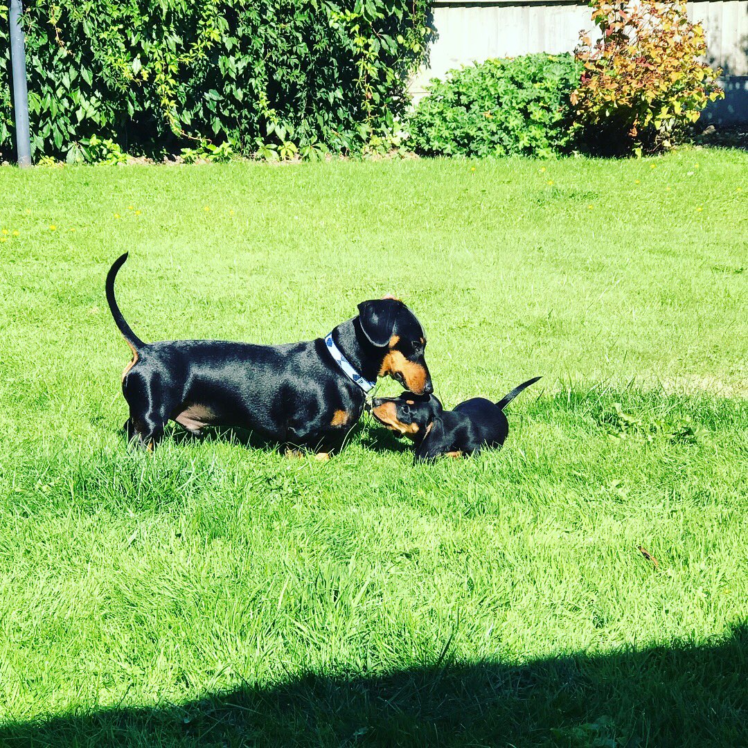 RaChYhAnK's tweet photo. 🐶❤️ https://t.co/cKOyQUo9MS