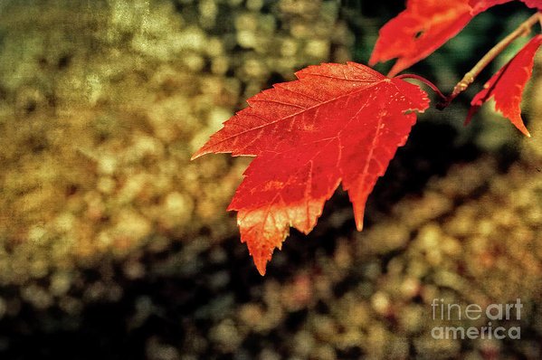 photoartbyanita's tweet photo. "Autumn Gold" by Anita Pollak makes a lovely gift for the holidays or a beautiful addition to your home decor. https://t.co/VsUr0EkikZ #fallFoliage #autumn #NewEngland #autumnColor #gold #singleLeaf #magicLight #homedecor #wallart ##canvasPrint #wallart #framedPrint #magicLight https://t.co/wKuCyA5QOY