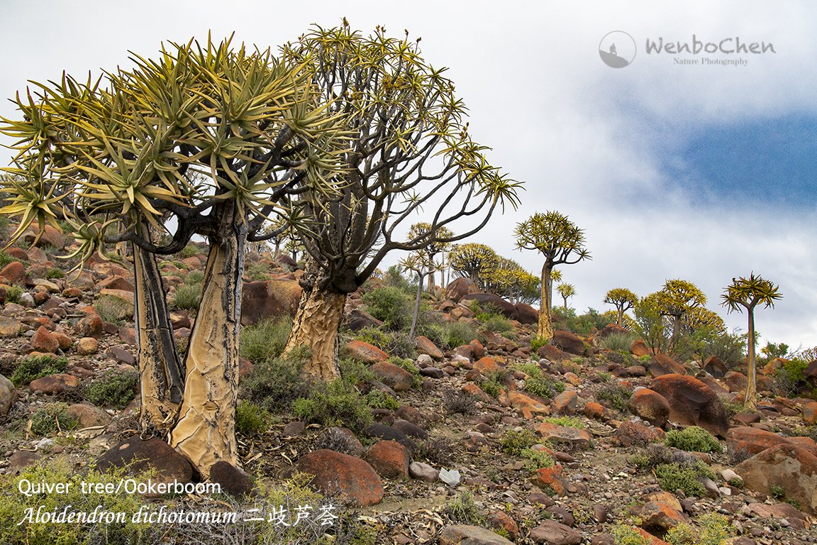Wenbo77's tweet photo. In a rainy morning, I finally found my dream forest. (North of Nieuwouldtville South Africa, 02 Sep 2018) #quivertree #kokerboom #Aloidendron #SouthAfricanPlant #NorthernCape #二歧芦荟 https://t.co/m7jTgKKbB4