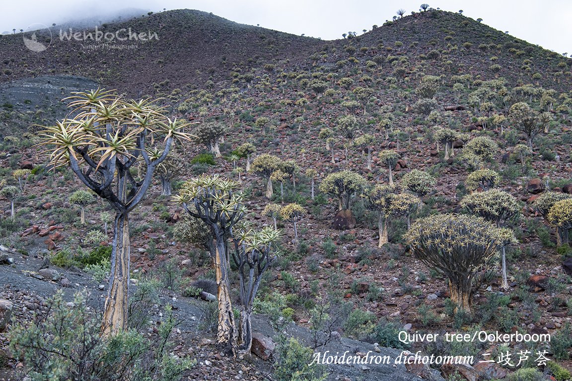 Wenbo77's tweet photo. In a rainy morning, I finally found my dream forest. (North of Nieuwouldtville South Africa, 02 Sep 2018) #quivertree #kokerboom #Aloidendron #SouthAfricanPlant #NorthernCape #二歧芦荟 https://t.co/m7jTgKKbB4
