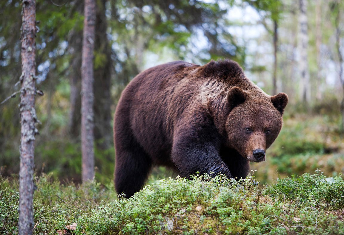 Mazatribe tweet media