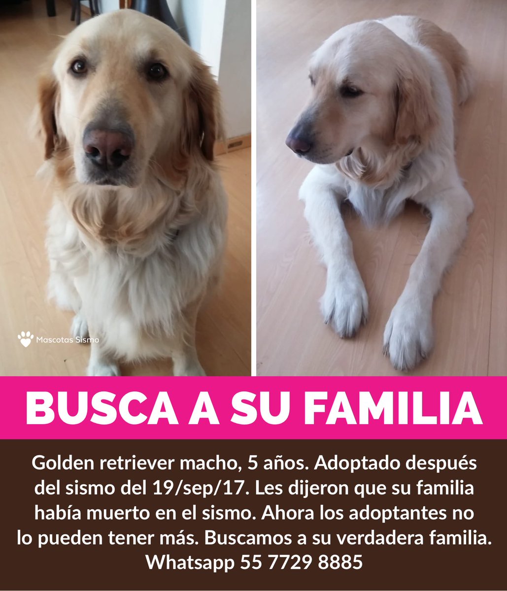 MascotasSismo's tweet photo. ⚠️ CASO ESPECIAL: este golden retriever fue adoptado después del sismo. Supuestamente su familia había fallecido en el sismo #19s. Quien lo adoptó ya no puede tenerlo. ¿Sabes de alguien que haya perdido a su golden en el sismo? https://t.co/y0uaSLWe7Y