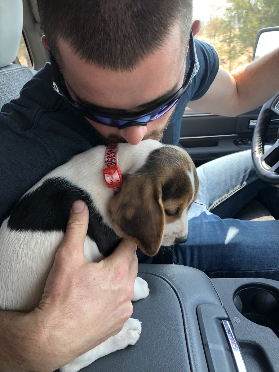 callie_roles's tweet photo. Seriously obsessed 😭😍 #rubythebeagle https://t.co/MJmi3ISXkp