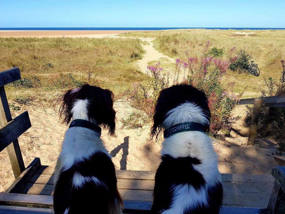 HolkhamEstate's tweet photo. Megan and Eira enjoying the view at #Holkham 🐶🐾

📷 Tanya Dutt https://t.co/7DQFnyUl34