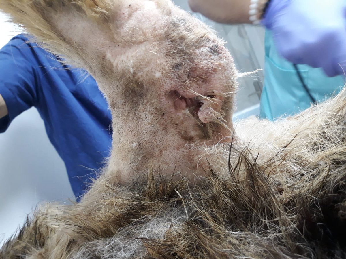 zeusgiller's tweet photo. #hayvanlaricinmerhametdernegi olarak dün sozde "sahipli"köpeği tedavi altına aldık. Her tarafı delik deşik, tüm deliklerden irin akiyor , uzun süre aç ve susuz kalmış. Yaşı 10 üzerinden. Bu zavallı yaşlı çocuğa maddi destek gerekiyor .tüm bilgiler dmden https://t.co/9eq5gNn4o3